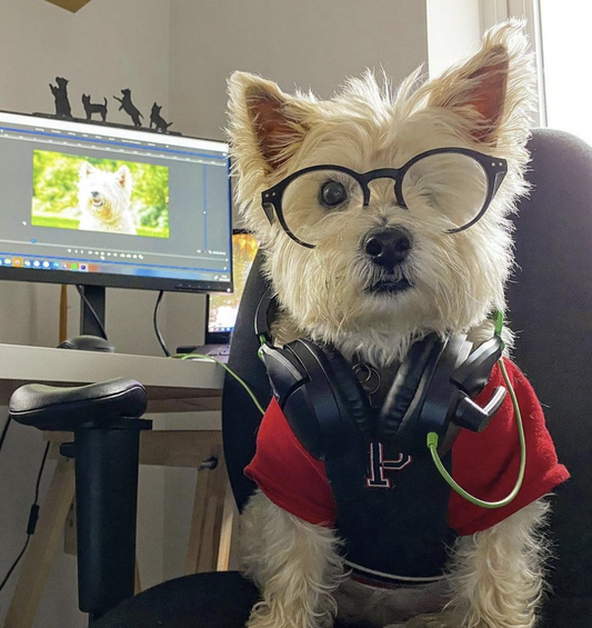 a wearing glasses dog